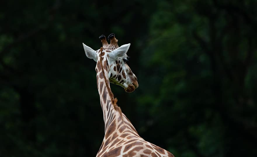 girafa, pescoço longo, animais selvagens, chifres, girafa rothschild, pernas longas, animal, pescoço, mamífero, África, jardim zoológico