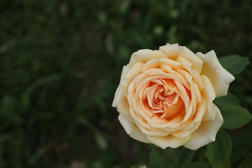 ruusu-, kukka, keltainen kukka, keltainen ruusu, Buttercup Rose, kasvi, kasvisto, kukinta, luonto