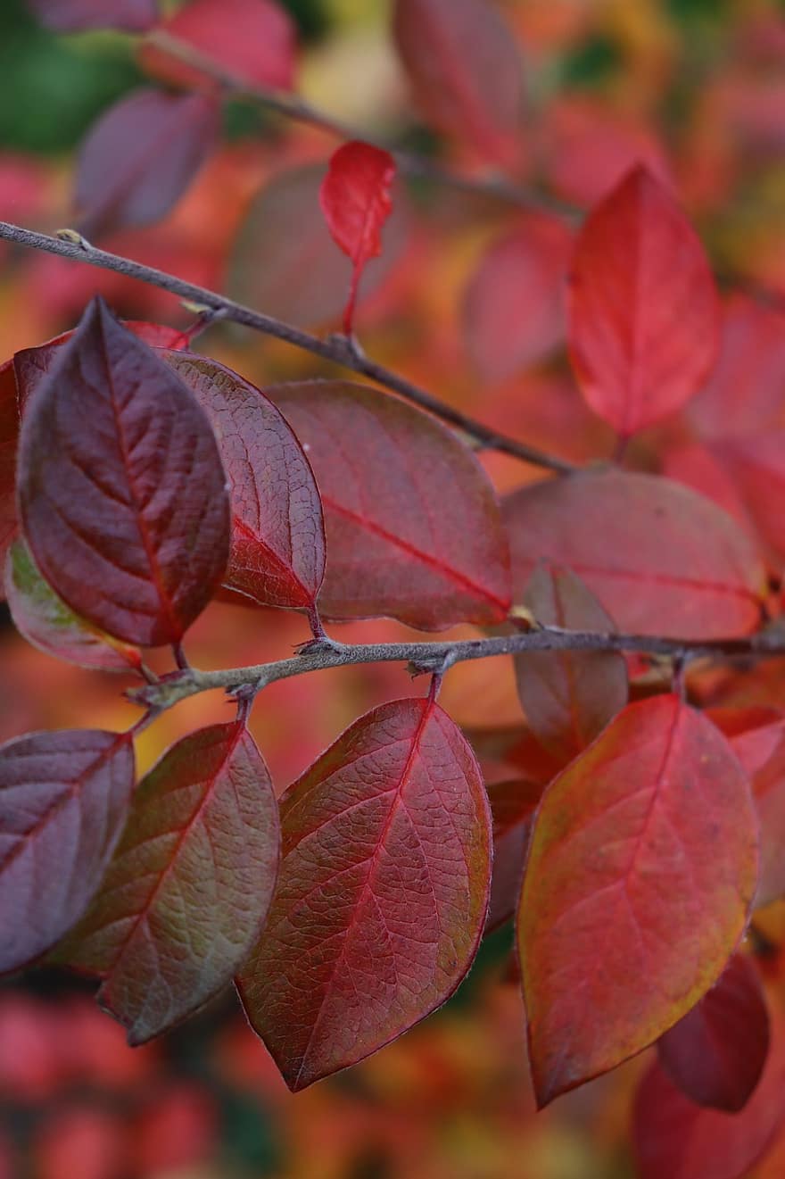 hojas, rama, otoño, hojas de otoño, hojas rojas, follaje, árbol, planta, naturaleza
