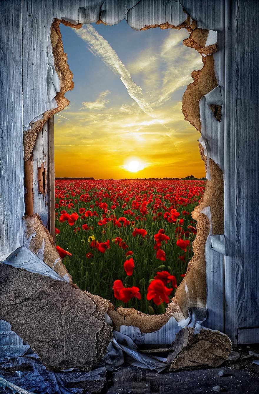 pintu, penerobosan, Pintu Sunburst, opium, bunga poppy, bidang poppy, klatschmohn, matahari, langit, awan, matahari terbenam
