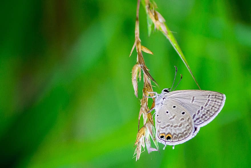 Moth, Plebejus, Butterfly, Nature, Wildlife, Insect, close-up, macro, green color, multi colored, summer