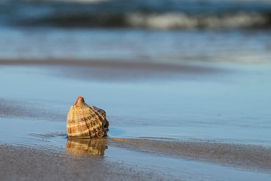 cargol, shell, platja, petxina de mar, sorra, Riba, aigua, reflexió, naturalesa