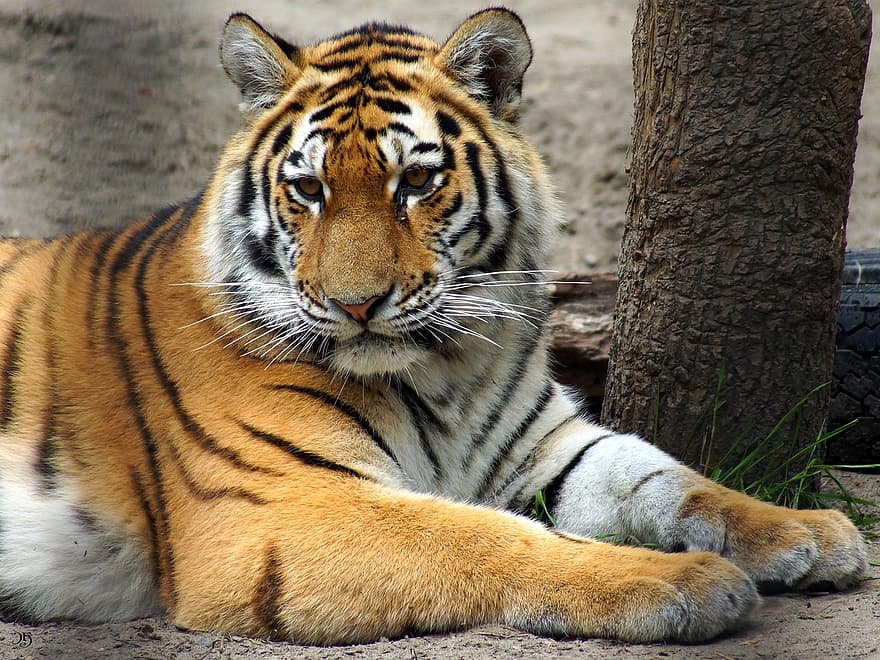 тигър, животно, зоологическа градина, голяма котка, ивици, котешки, бозайник, природа, дивата природа, фотография на дивата природа, бенгалски тигър