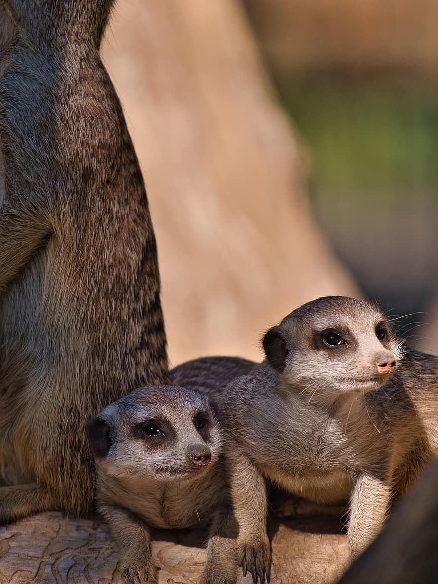 द मीरकैट्स, जानवरों, वन्यजीव, को दर्शाता है, छोटा आम, युवा Meerkats, suricata suricatta