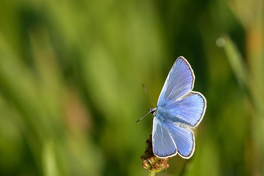 papallona, aquesthechel blau, insecte, error, antenes, ales, herba
