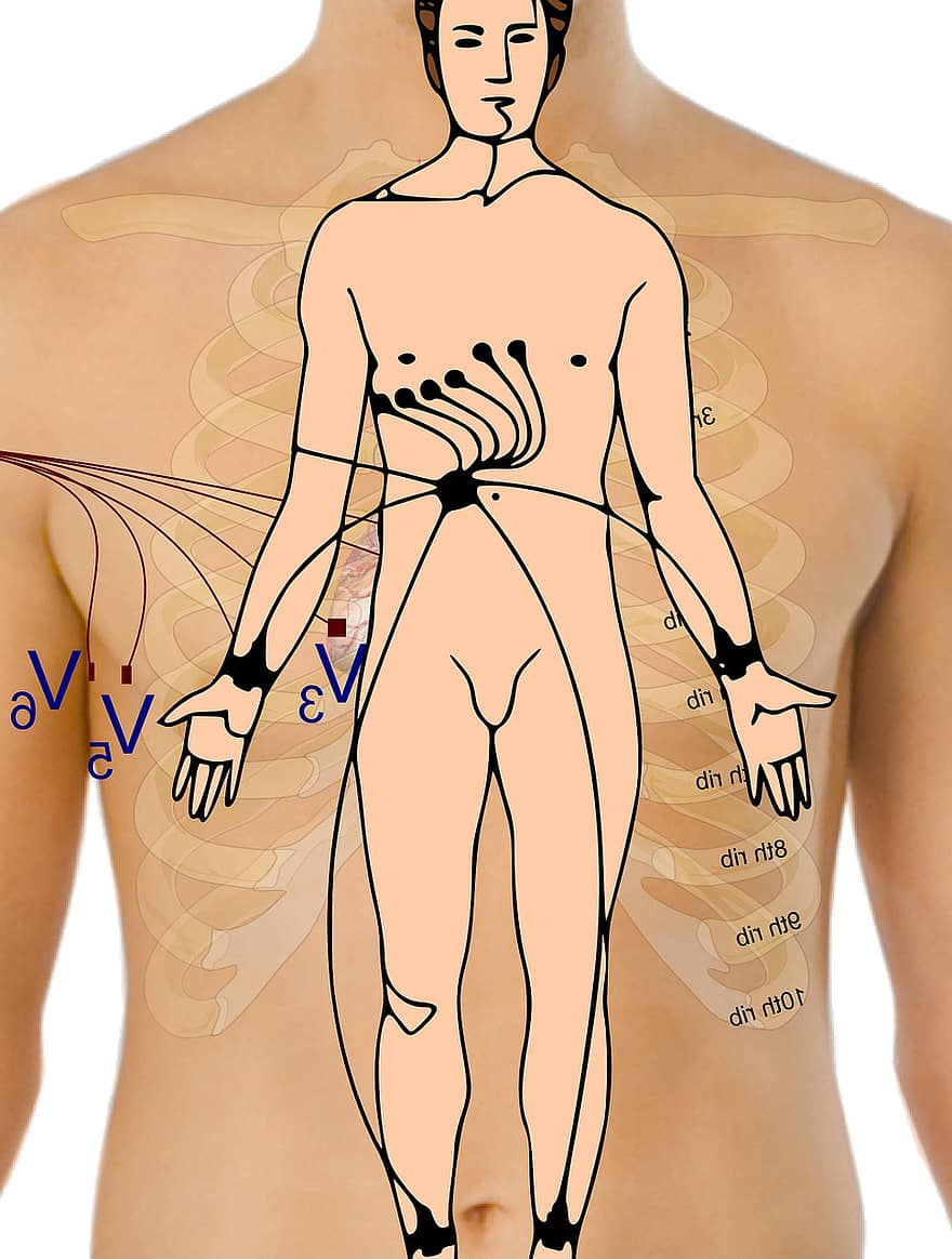 electrocardiograma, cos, punts, ecg, Múscul del cor