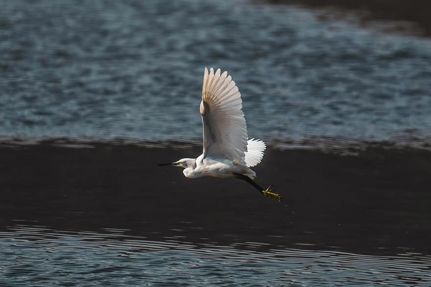 Egret, Flying, River, Heron, Little Egret, Flight, Wings, Bird, Animal, Wildlife, Nature