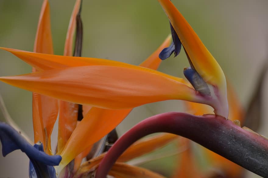 Strelitzia, fugl av paradis blomst, blomst, oransje blomst, hage, natur, nærbilde, anlegg, multi farget, blad, gul
