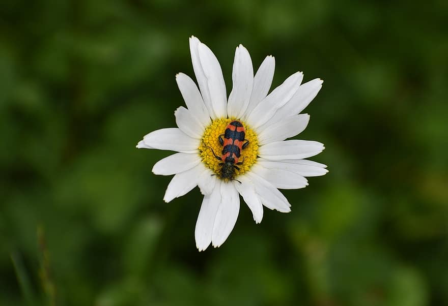 Marguerite Beetle, natur