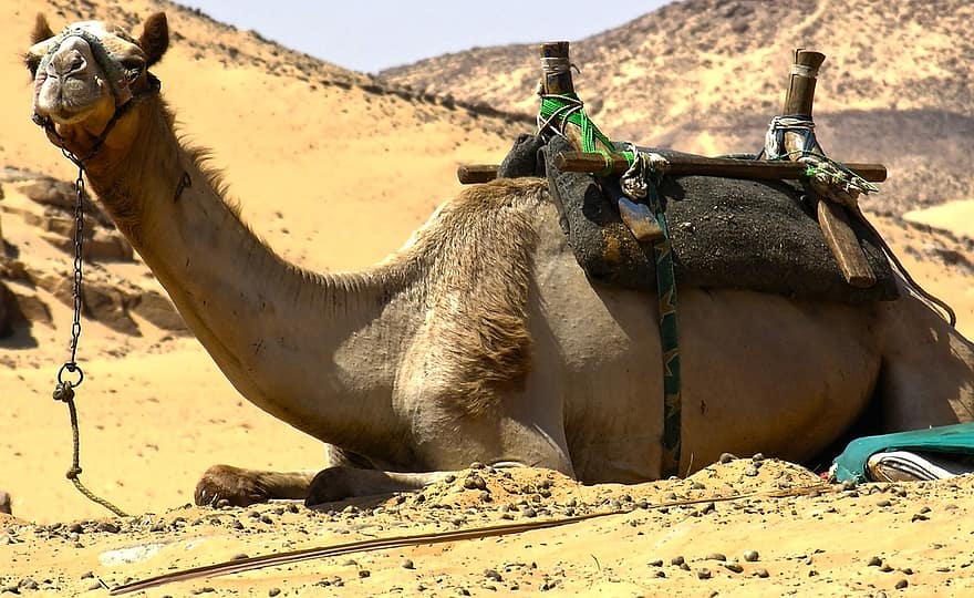 velbloud, poušť, Egypt, písek, zvíře, Afrika, velbloud dromedár, cestovat, arábie, dobrodružství, kultur