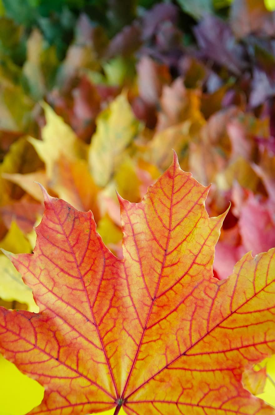 اوراق اشجار ، أوراق الشجر ، خشب القيقب ، الخريف ، أوراق القيقب ، خريف ، الملمس ، زاهى الألوان ، طبيعة ، مفهوم الخريف ، أوراق الخريف