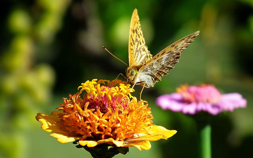 πεταλούδα, έντομο, λουλούδι, ζίννια, φύση