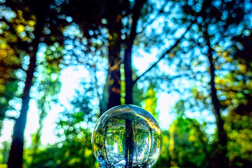 Lens Ball, Reflection, Tree, Plants