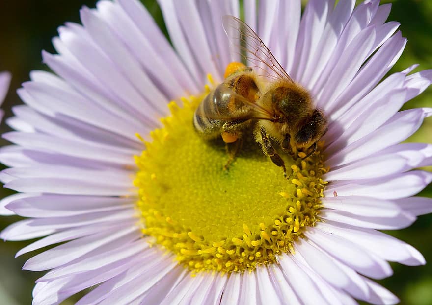 蜂、昆虫、受粉する、受粉、花粉、花、翼のある昆虫、翼、自然、膜翅目、昆虫学