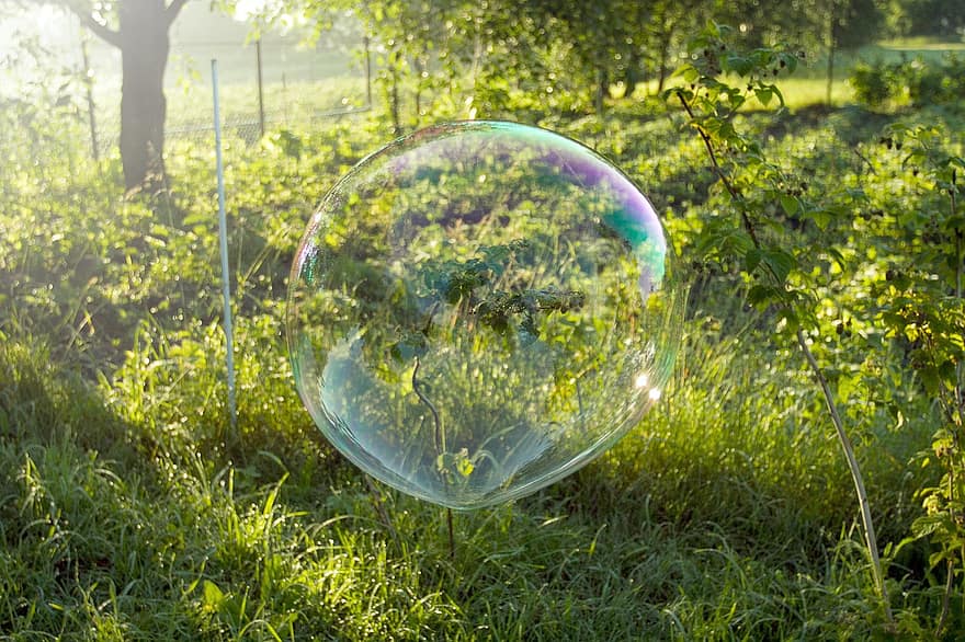 пузырь, трава, деревья, кустарники, лес