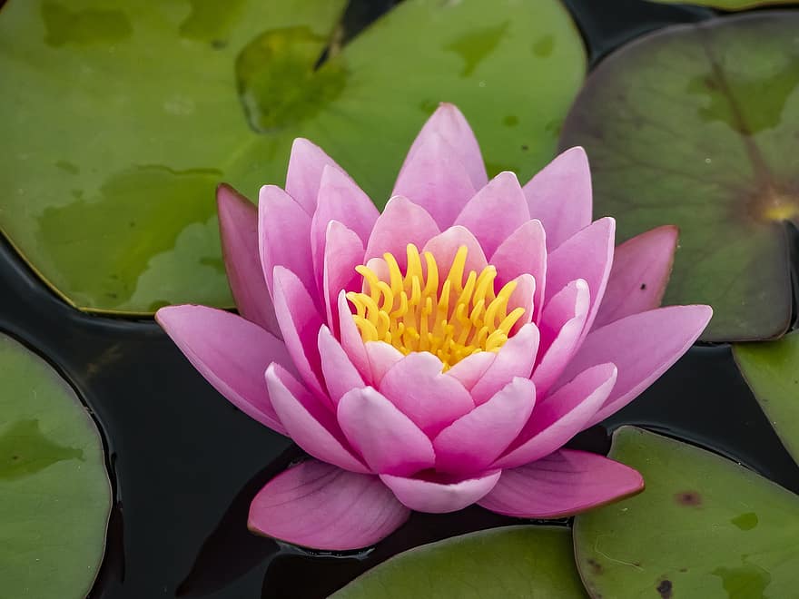 Water Lily, Flower, Plant, Pond, Nymphaea, Pink Flower, Petals, Bloom, Lily Pads, Leaves, Aquatic Plant