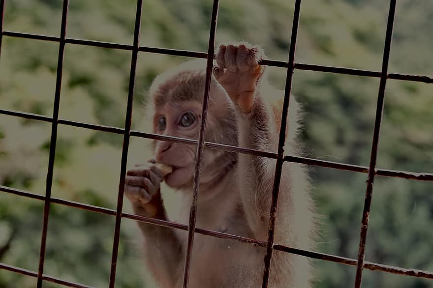 mico de bebè, animal, gàbia, mico, animal jove, primat, vida salvatge, mamífer, tanca, zoo, bonic