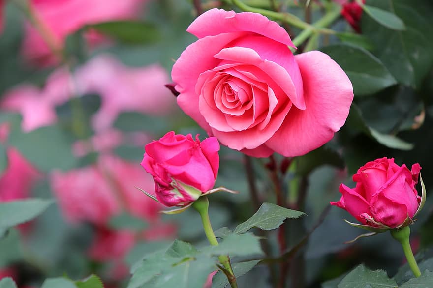 rosa blomster, roser, rosa roser, blomster, natur, vår, vårblomster, hage, petal, nærbilde, blomst