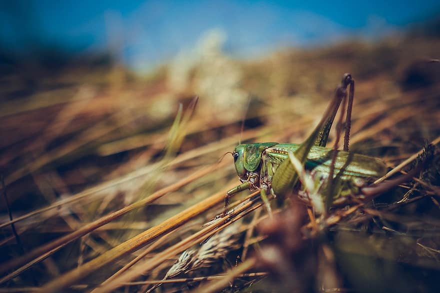 Grasshopper, Insect, Meadow, Animal, Grass, Field, Nature