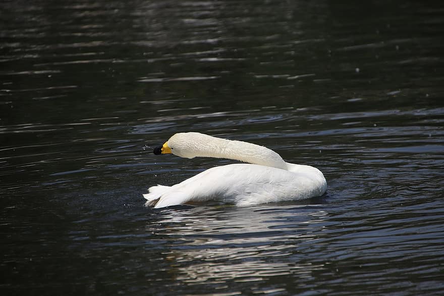 Swan, Bird, Pond, White Swan, Water Bird, Aquatic Bird, Wading, Water, Animal, Fauna, Ave