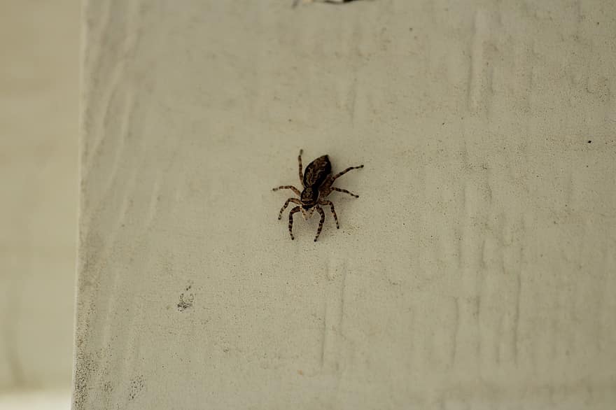 edderkop, web, insekt
