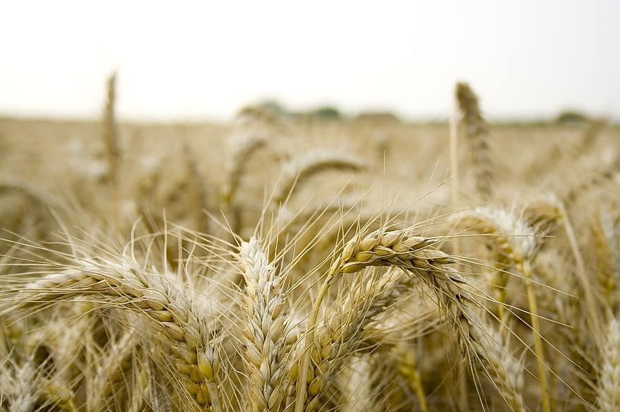 поле, ферма, зърно, органичен, оризище, естествен, селско стопанство, селска сцена, пшеница, лято, растеж