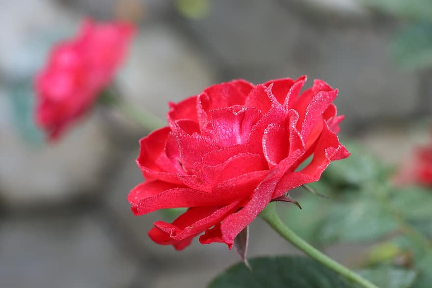 rote Rose, Tautropfen, Blume, rote Blume, Blütenblätter, rote Blütenblätter, Rosenblätter, blühen, Wassertropfen, Flora, Natur