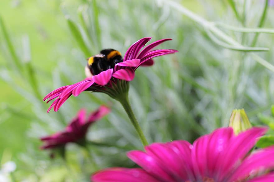 ดอกไม้สีชมพู, bumblebee, สวน, ธรรมชาติ