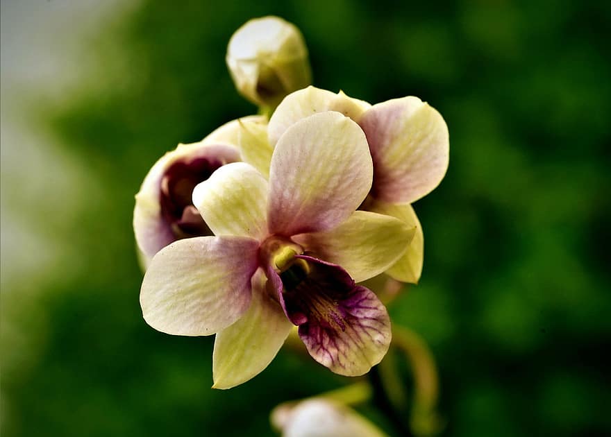 orchideák, virágok, Dendrobium, szirmok, orchidea szirmok, virágzás, virágzik, növényvilág, természet