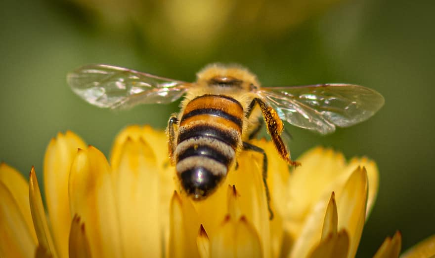 insekt, Bie, blomstre, blomst, natur, hage, nærbilde, pollen, sommer, vinge, anlegg