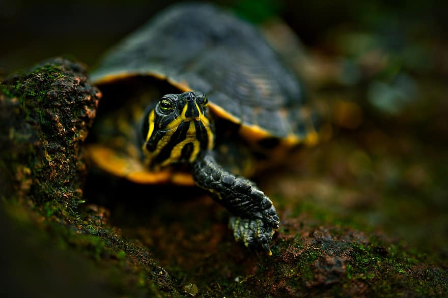 amfibi, tortuga, espècies, fauna, shell, animal, animals a la natura, rèptil, primer pla, Espècies en perill d'extinció, mascotes