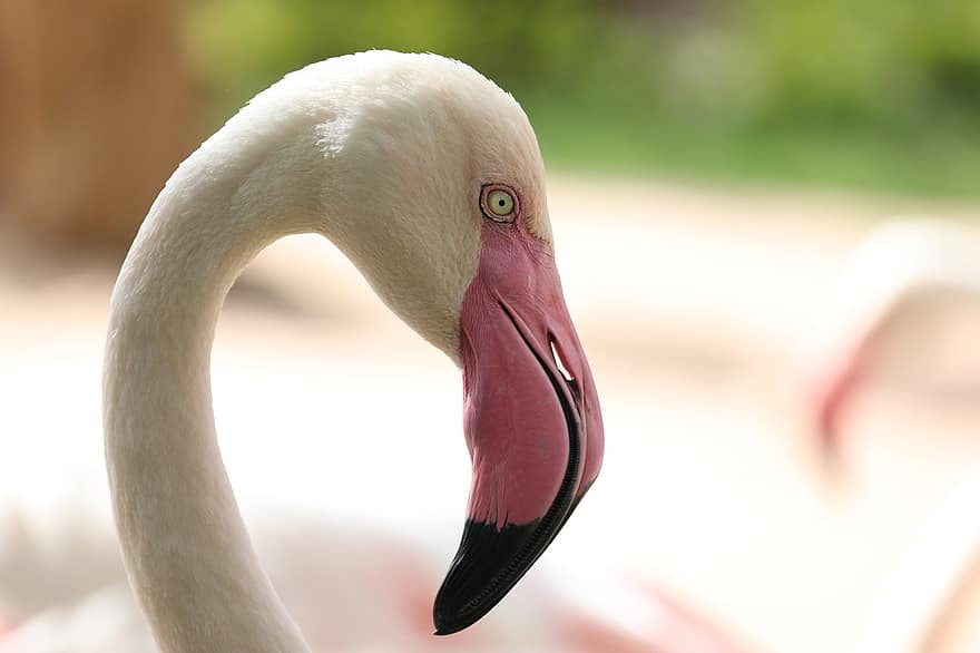 flamingo, putns, dzīvnieku, putnus, ūdens putns, savvaļas dzīvnieki, spalvas, raksturs, spalvu, knābis, tuvplāns