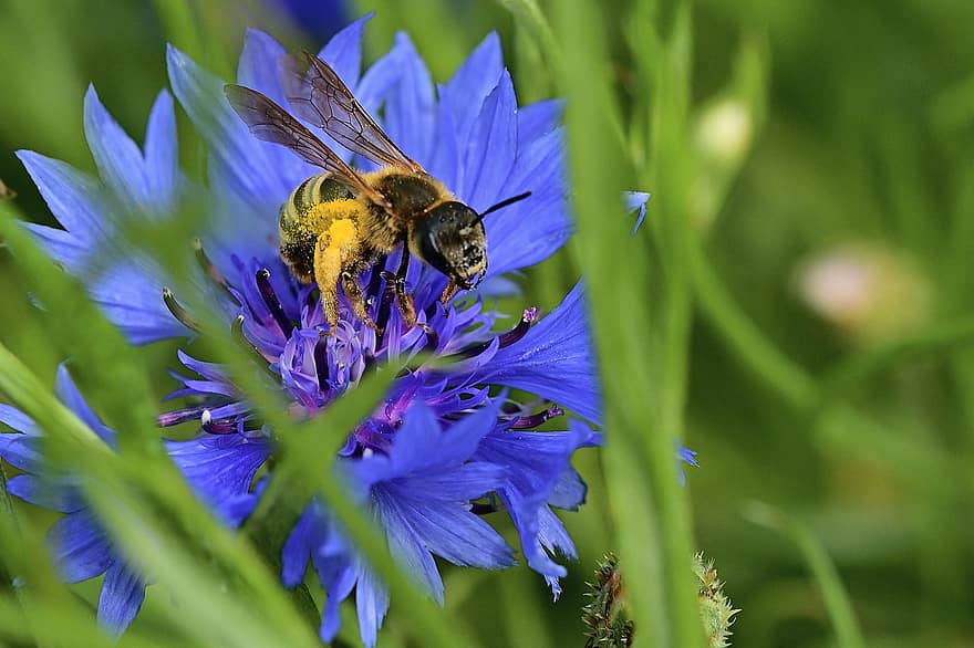 pantalones de abeja, florecimiento de maíz, flor, floración, azul, de cerca, insecto, naturaleza, polen, miel, espolvorear