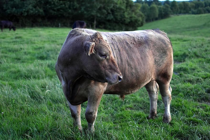 Duits Angus-vee, weide, vee, koe, rundvlees, gras, herkauwer