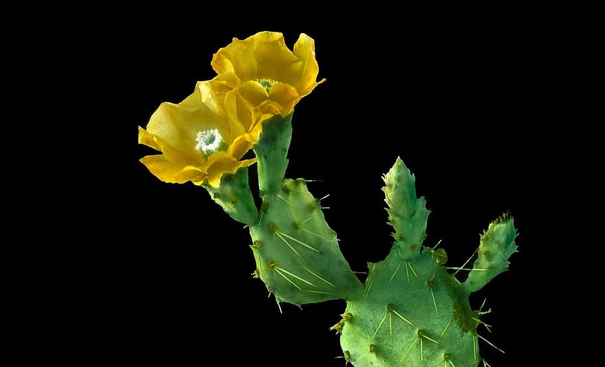 kaktus, fikonkaktus, växt, kalifornien, årgång, 1915, flora och fauna, Cactus Opuntia Erinacea Blossoms, historia