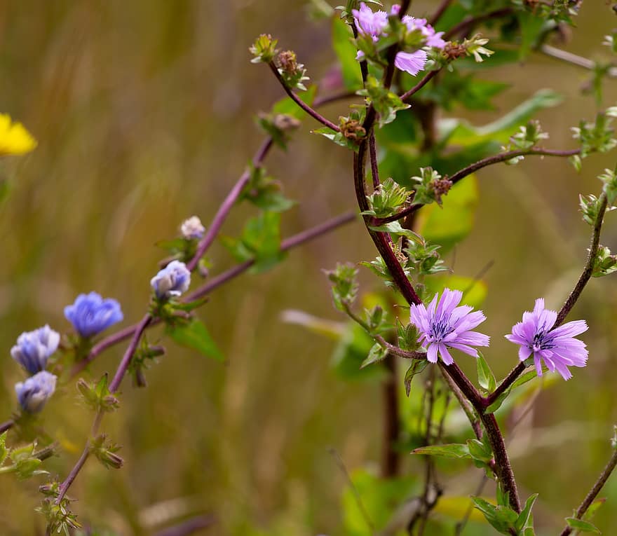 cichorium intybus, fiori di cicoria, fiordaliso, fiori selvatici, polline, natura, cicoria, blu, fiore, coffeeweed, Fiore di campo