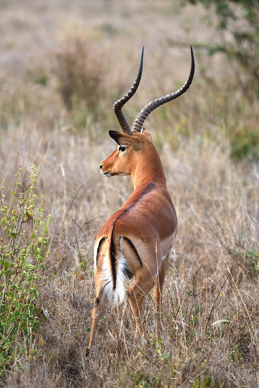 impala, hewan, mamalia, aepyceros melampus, binatang buas, margasatwa, fauna, gurun, alam, lewa, kenya