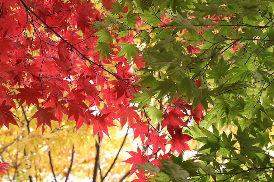 ruduo, medžiai, rudens lapai, lapai, pobūdį, rudenį, medis, geltona, sezoną, miškas, ryškios spalvos