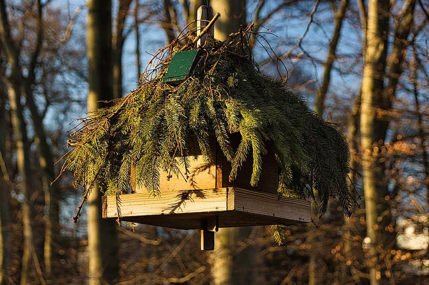 rừng, gỗ, nhà chim, đông lạnh, thức ăn cho chim, sự bảo vệ, Bird Feeder, bảo vệ mùa đông, cây, chi nhánh, cảnh nông thôn