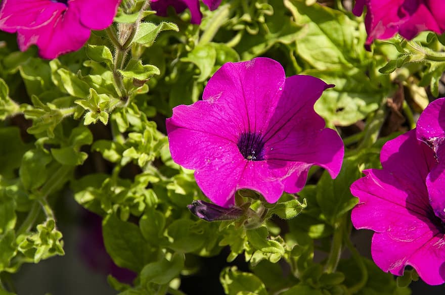ペチュニア、フラワーズ、庭園、紫色の花、花びら、紫色の花びら、咲く、花、フローラ、植物