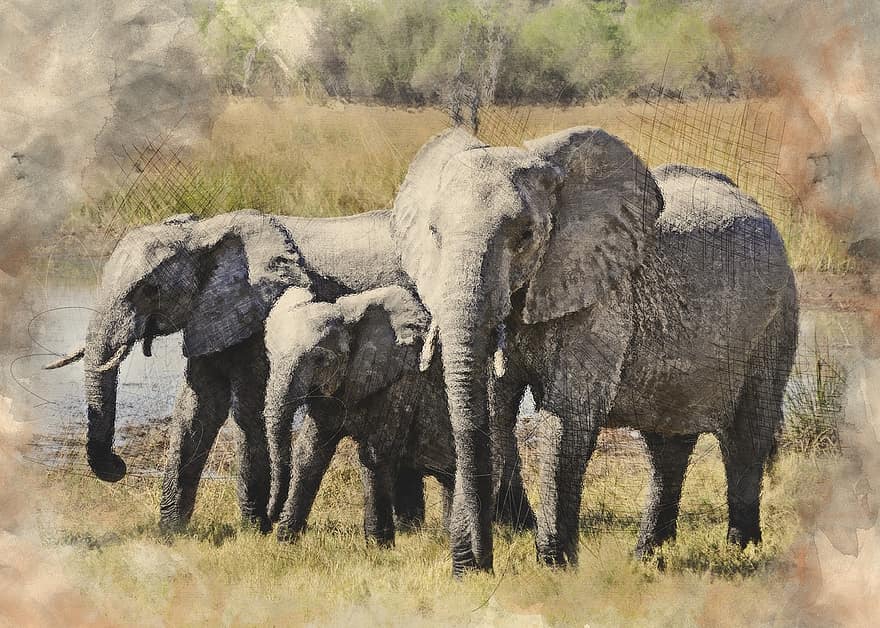 Elephant, Africa, Okavango Delta, Animal, Safari, Mammal, Wildlife, Nature, Digital Painting, Manipulation, Photo Art