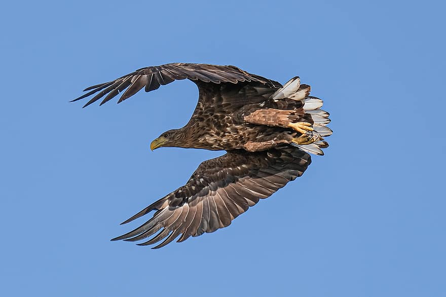 White-tailed Eagle, Birdwatching, Danube Delta, Romania, Mahmudia, Carasuhatarea, Birdsgraphy, Birds, Boattrips, Conservation, Ecology