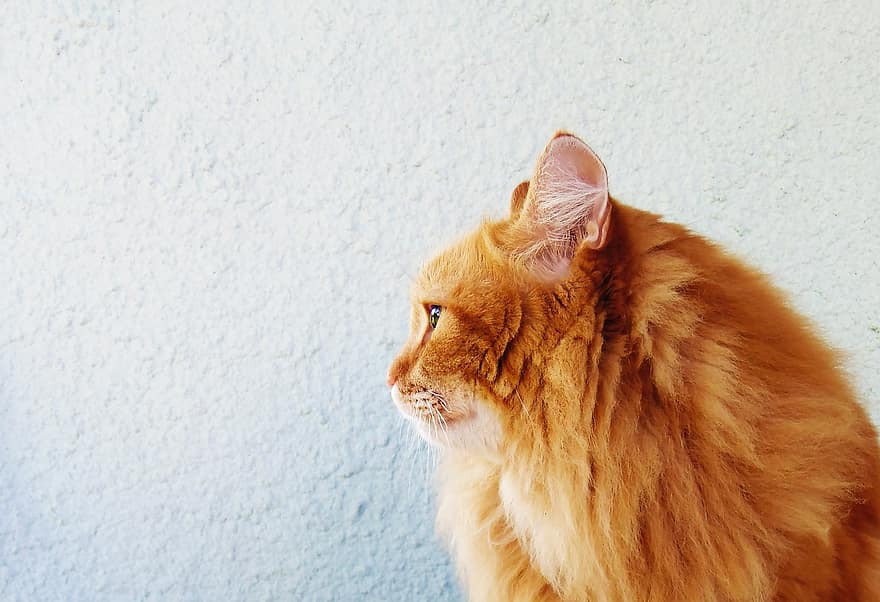 котка, червенокос човек, пухкава котка, домашен любимец, животни, муцуна, хубав мъж, червеноглава котка