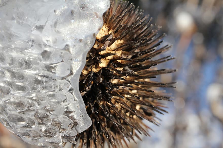 Boll, Prickly, Ice, Frozen, Withers, Winter, Cold, ze, Iced, Nature
