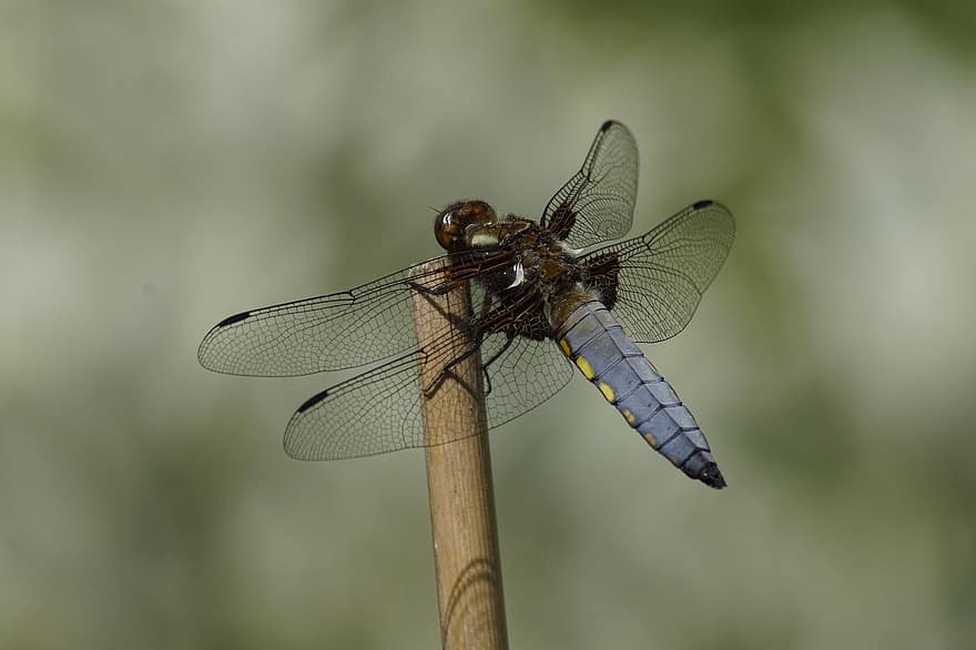 λιβελούλα, έντομο, macro, πτέρυγα, φτερά dragonfly, φτερωτό έντομο, odonata, εντομολογία, πανίδα, φύση, φράζω