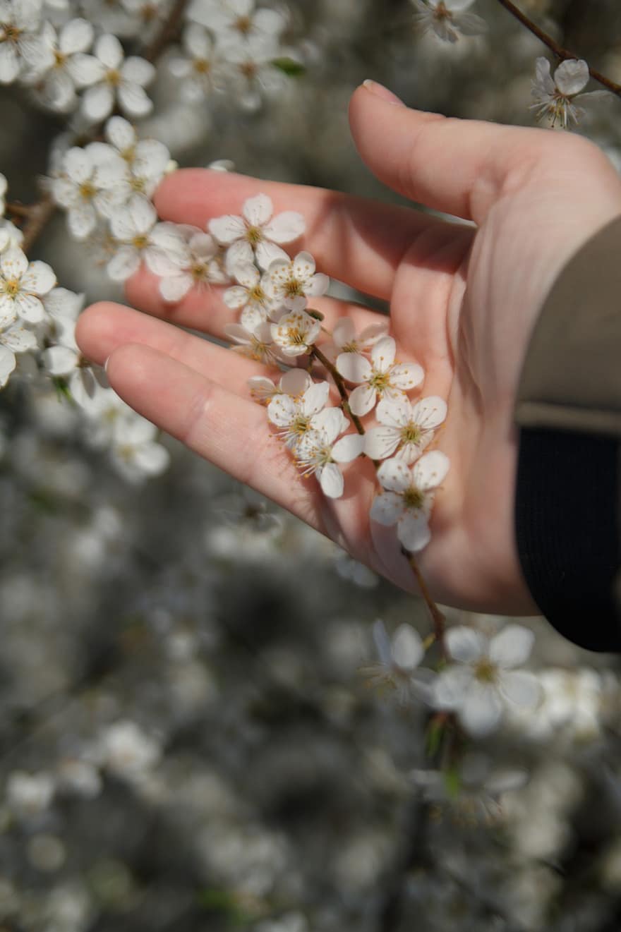 bílé květy, jaro, kvetoucí strom, květy, detail, květ, lidské ruky, rostlina, svěžest, sezóna, letní