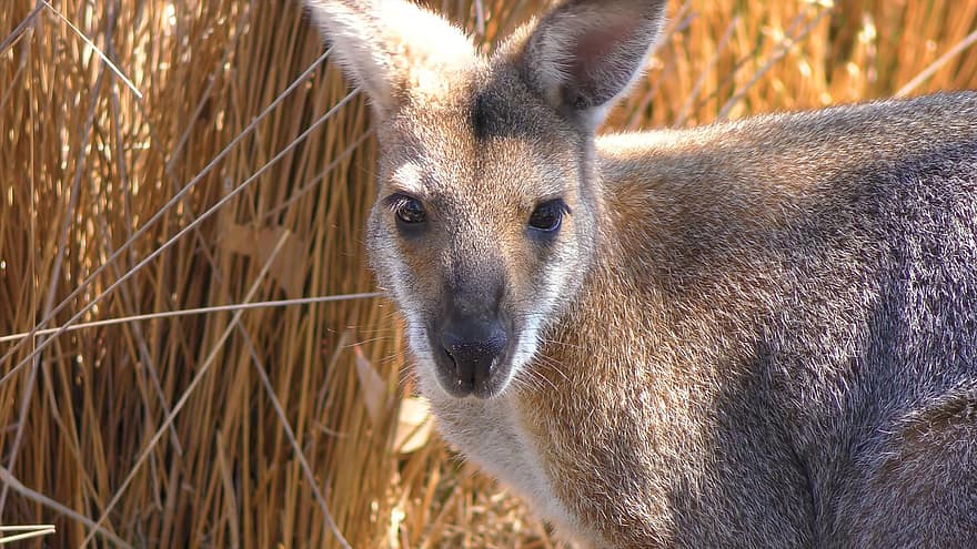 oostelijke grijze kangoeroe, buideldier, kangoeroe, dier, Bos, dieren in het wild, schattig, gras, detailopname, vacht, op zoek