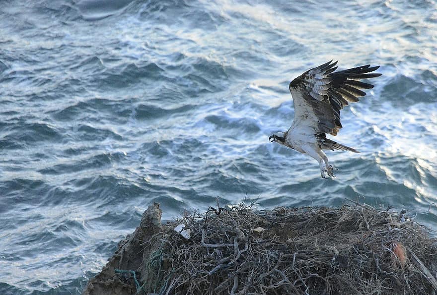 Osprey, Nest, Bird, Adler, Bird Of Prey, Sea Hawk, Raptor, Flight, Flying Bird, Nature, Sea