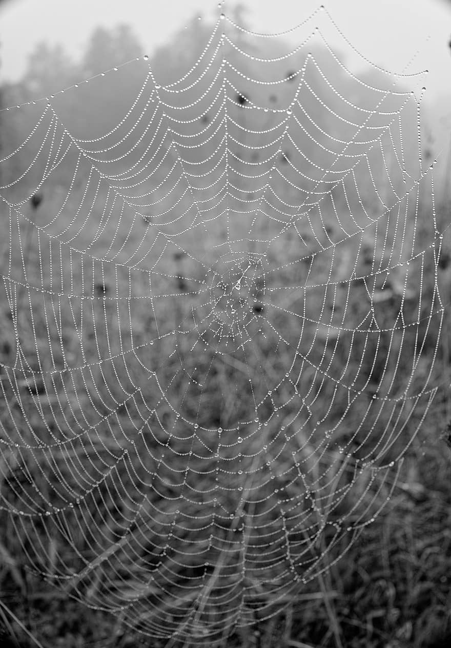 Spider Web, Dew, Monochrome, Cobweb, Web, Dewdrops, Wet, Fog, Mist, Nature
