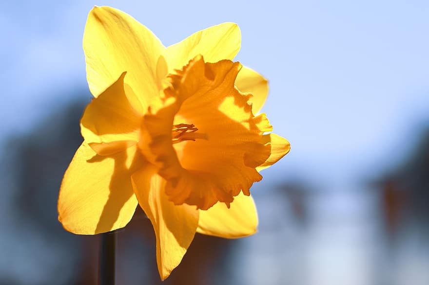 narciso, narciso amarillo, Narciso amarillo, flor, flor amarilla, amarillo, flora, floreciente, primavera, flor de primavera, naturaleza